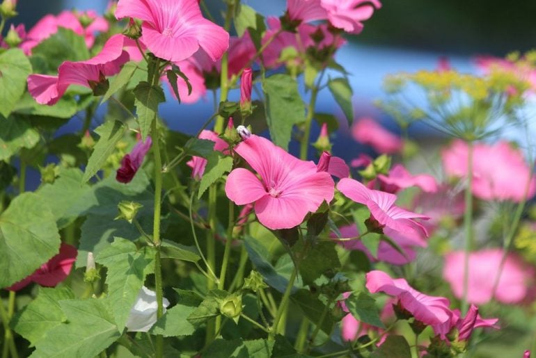 How Hardy Are Lavatera?