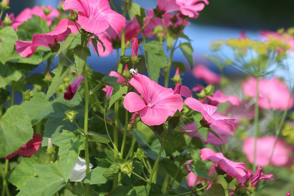 How Hardy Are Lavatera?