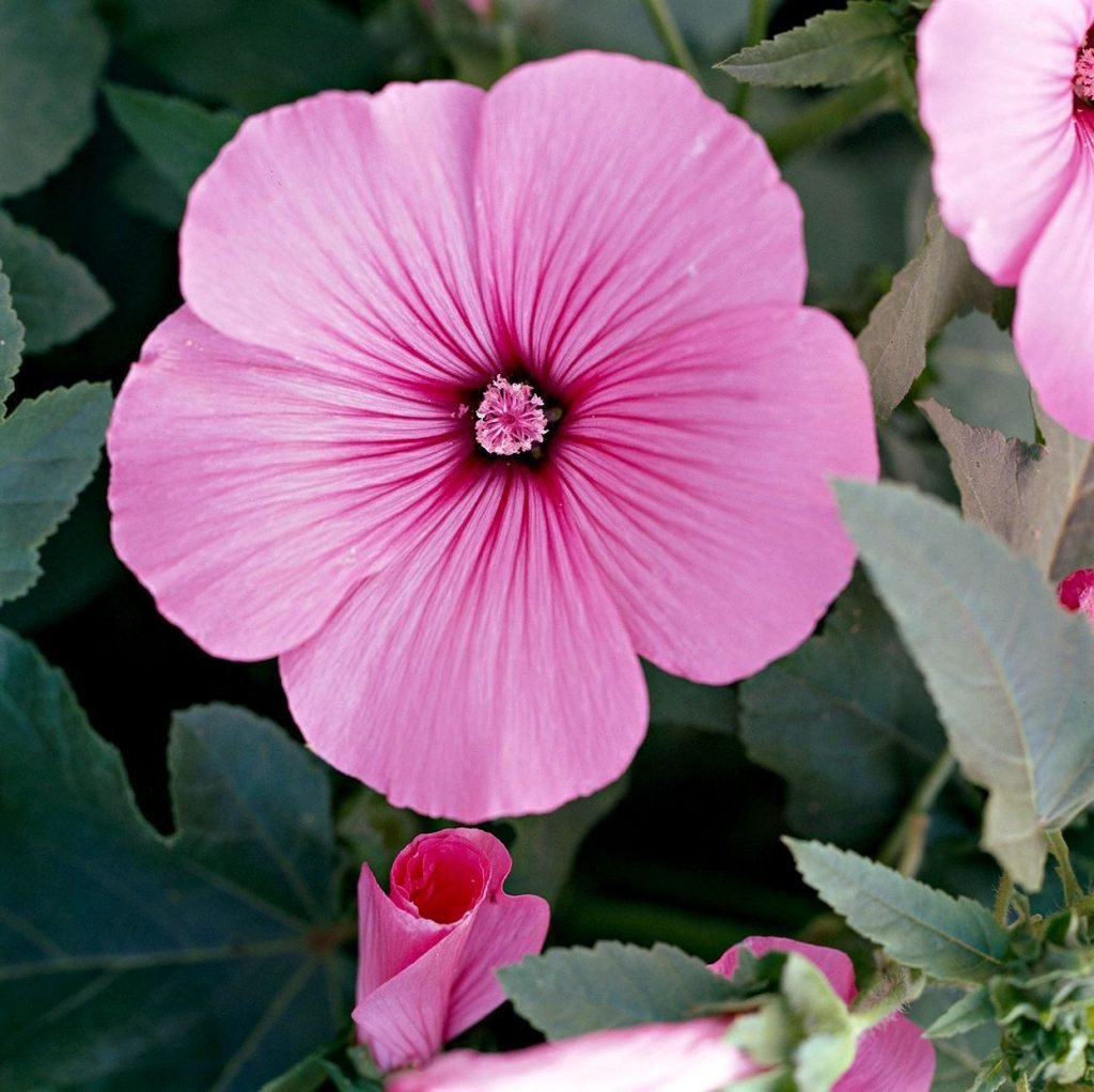 What Can I Plant Next to Lavatera: Explore the Companionship