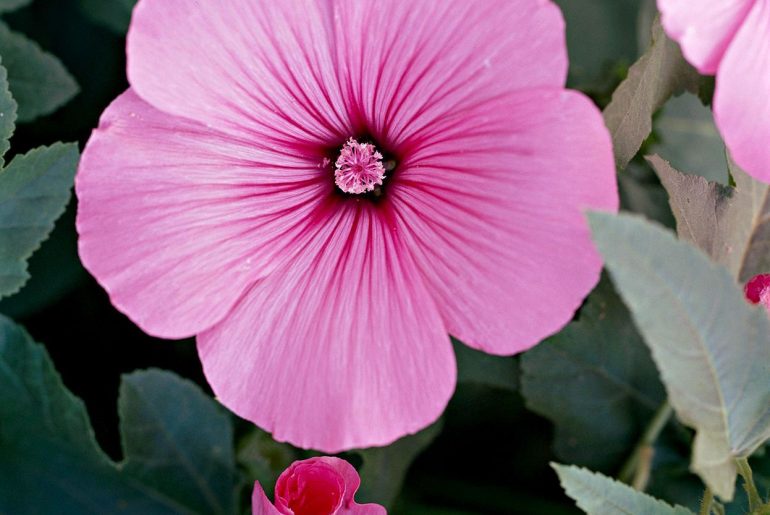 What Can I Plant Next to Lavatera: Explore the Companionship