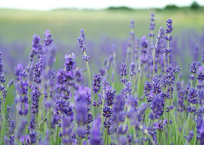 Lavender-1