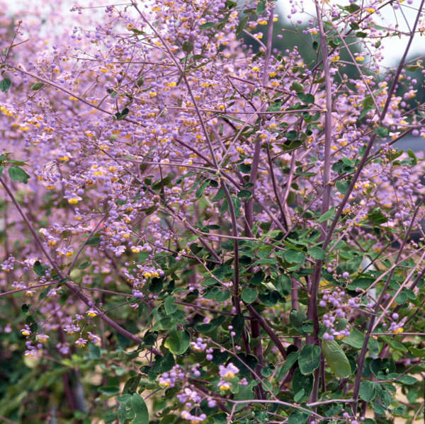 Lavender Mist Meadow Rue (Thalictrum rochebrunianum)