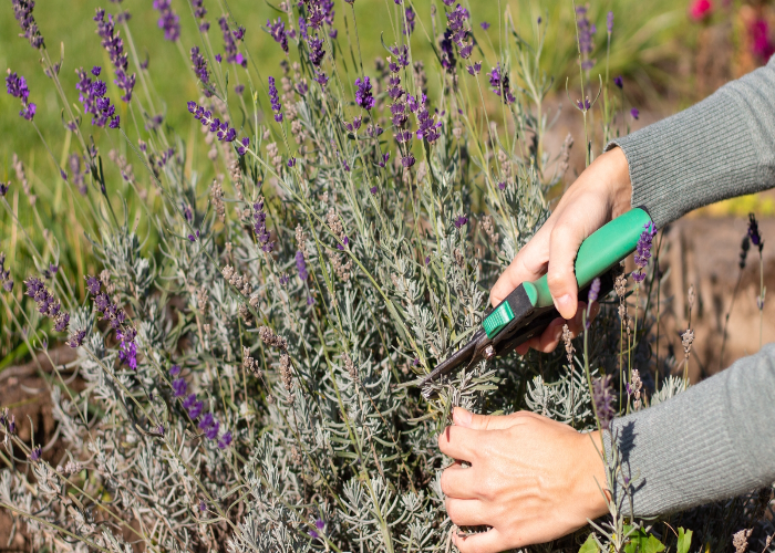 Lavender Pruning