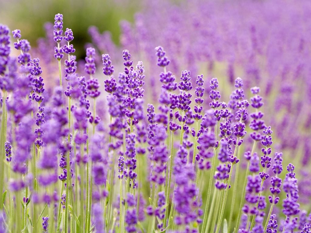 Lavender.