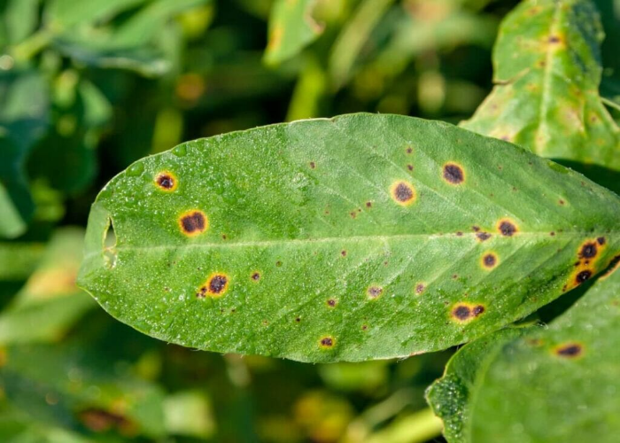 Leaf Spot Disease