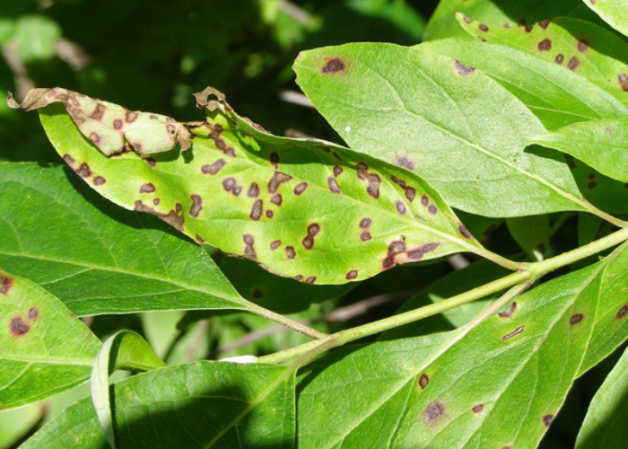 Leaf Spot Illness
