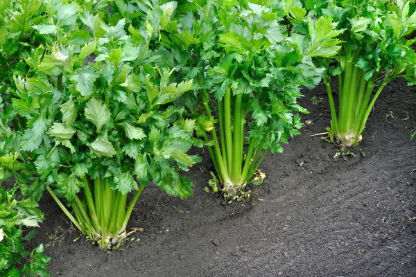 Learn When You Should Plant Celery