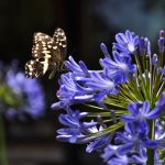 Learn how to Grow and Take Care of Agapanthus 'African Lily.'