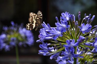 Learn how to Grow and Take Care of Agapanthus 'African Lily.'