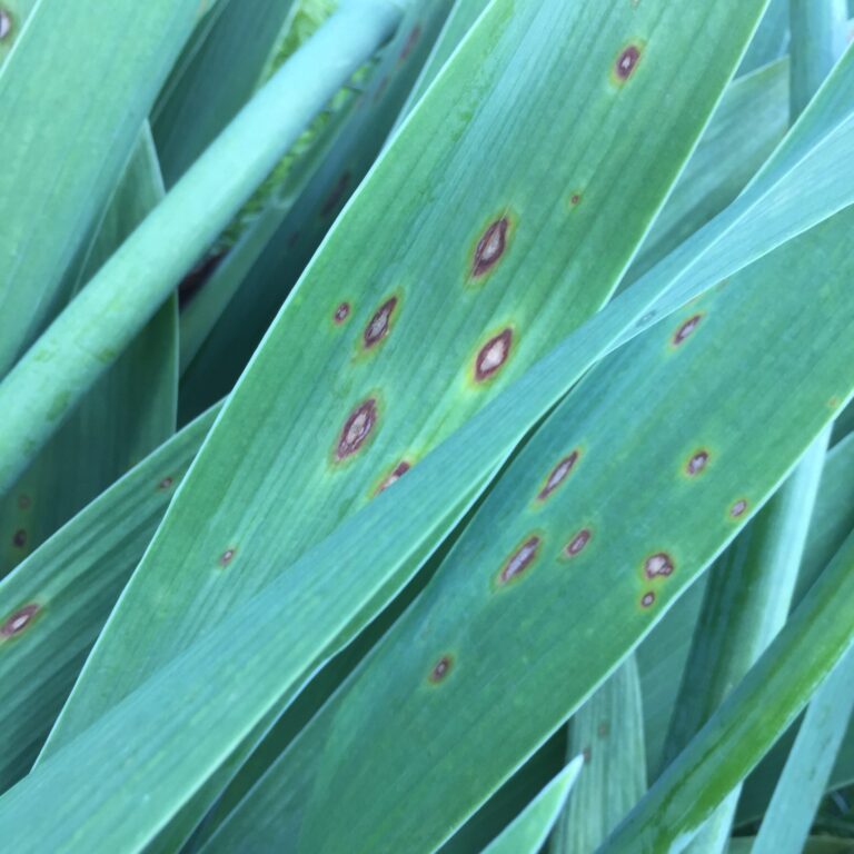 Leaves Bearing Yellow or Brown Spots
