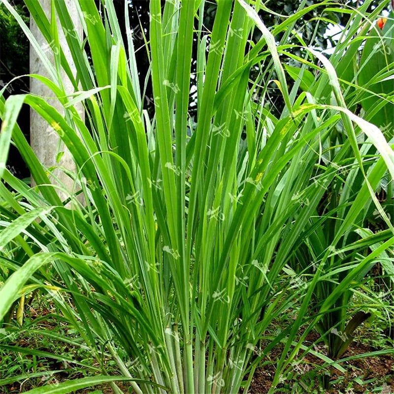 Lemon Grass