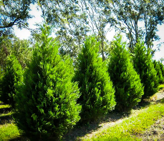 Leyland Cypress Tree