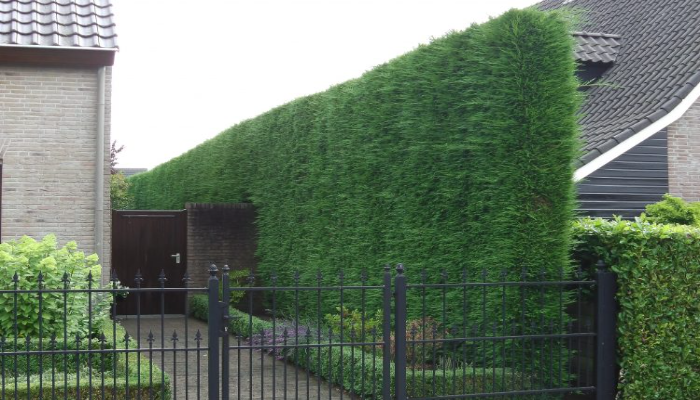 Leylandii Hedge