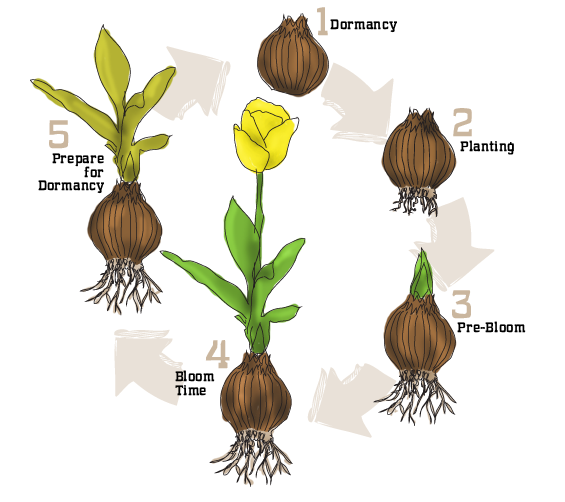 Lifecycle of Tulip Bulb