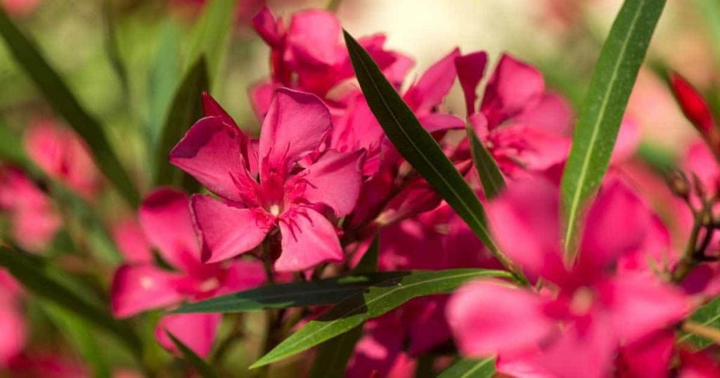 Light, Humidity, and Temperature for Nerium 'Oleander' Growth