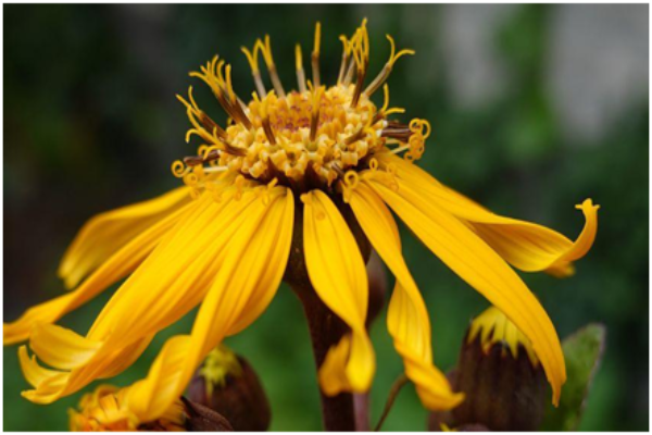 Ligularia (1)