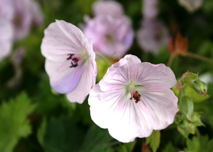 'Lilac Ice'