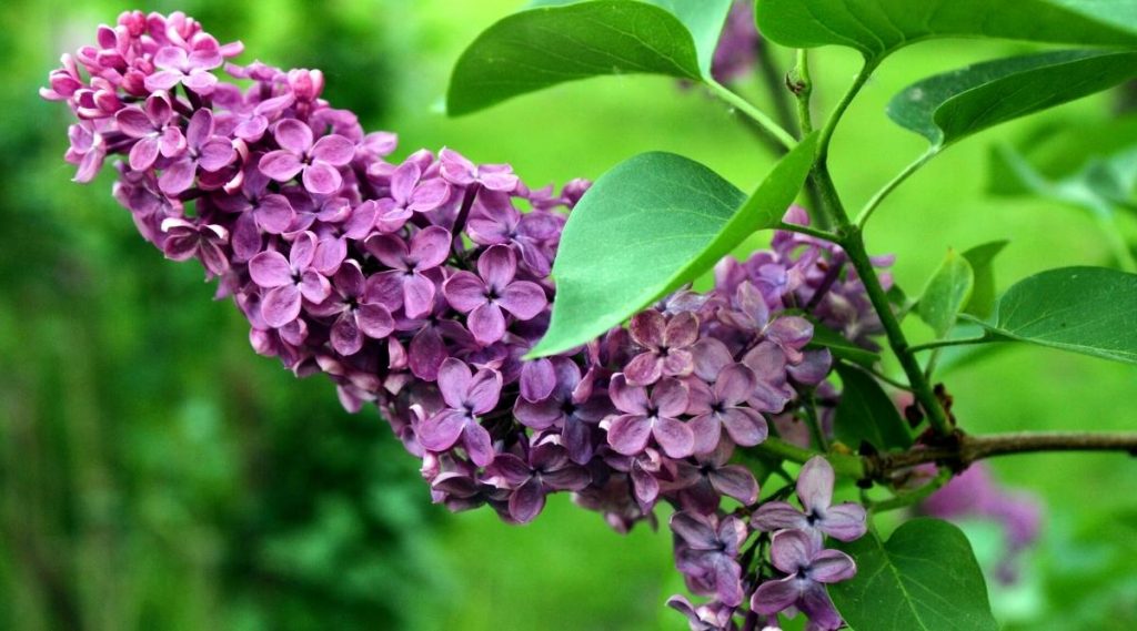 Lilac Screening Plant