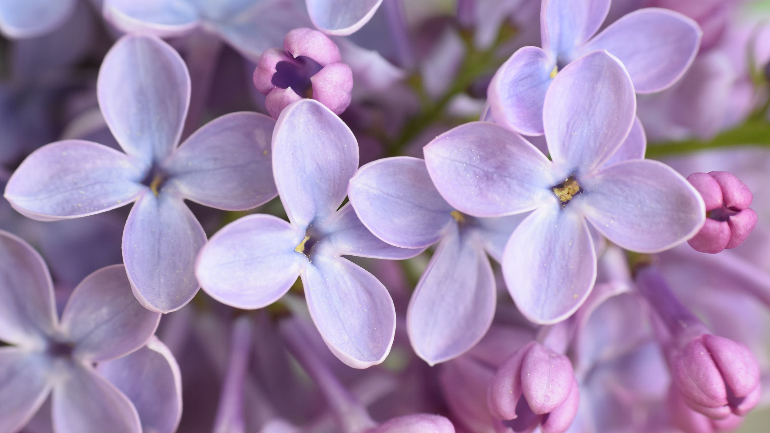 Lilac