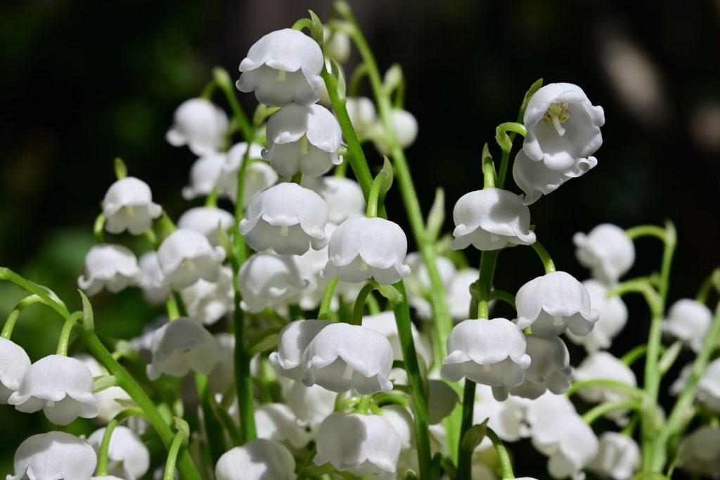 Lily Of Valley