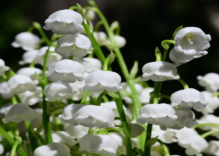 Lily of The Valley