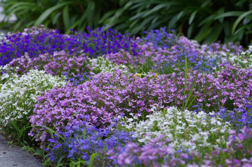 Lobelia Its History and Background