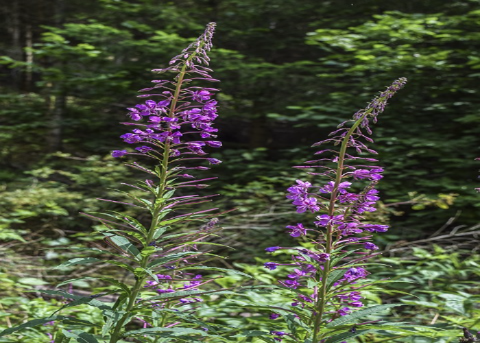 Lobelia or Cardinal Flower