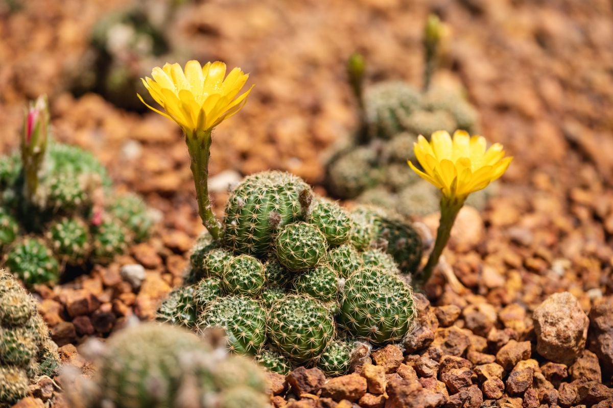 Lobivia Cactus