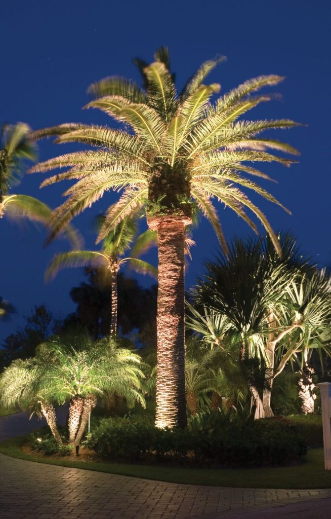 Amazing Lights for Best Palm Trees for UK The Arches