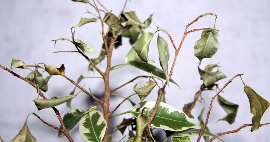 Loss of Foliage