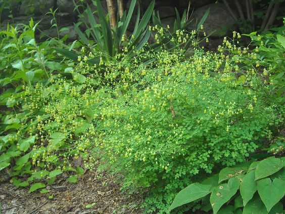 Low Meadow Rue (Thalictrum minus)