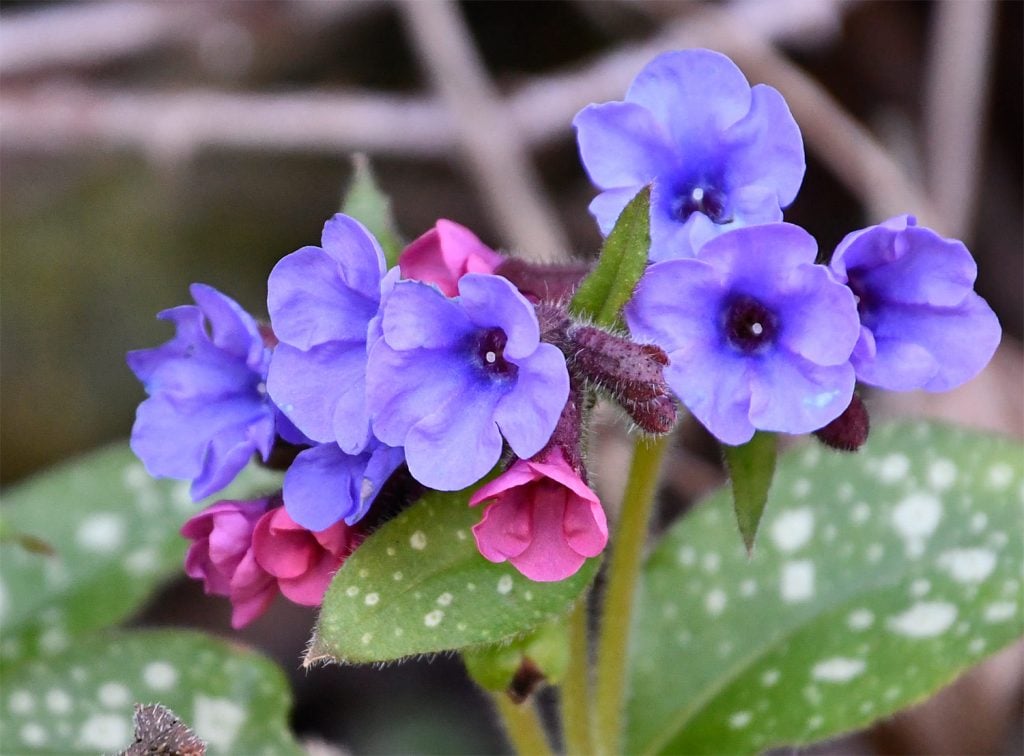 Lungwort