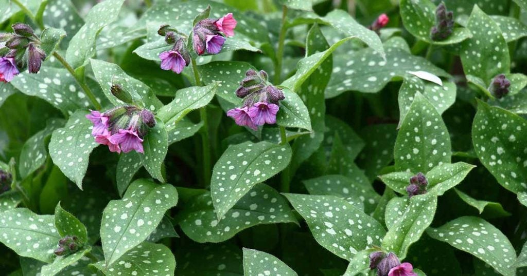 Lungwort