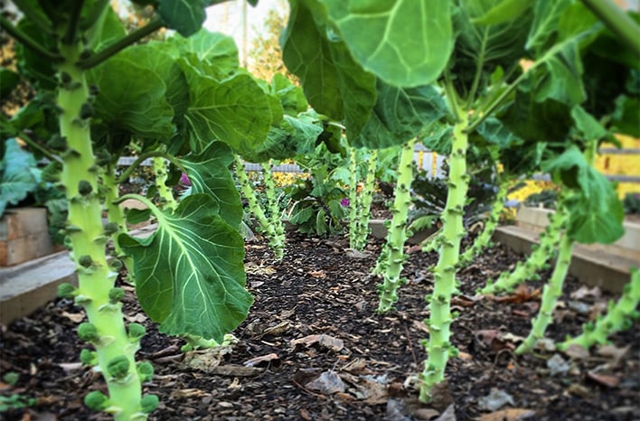 Brussels Sprouts Plant Care