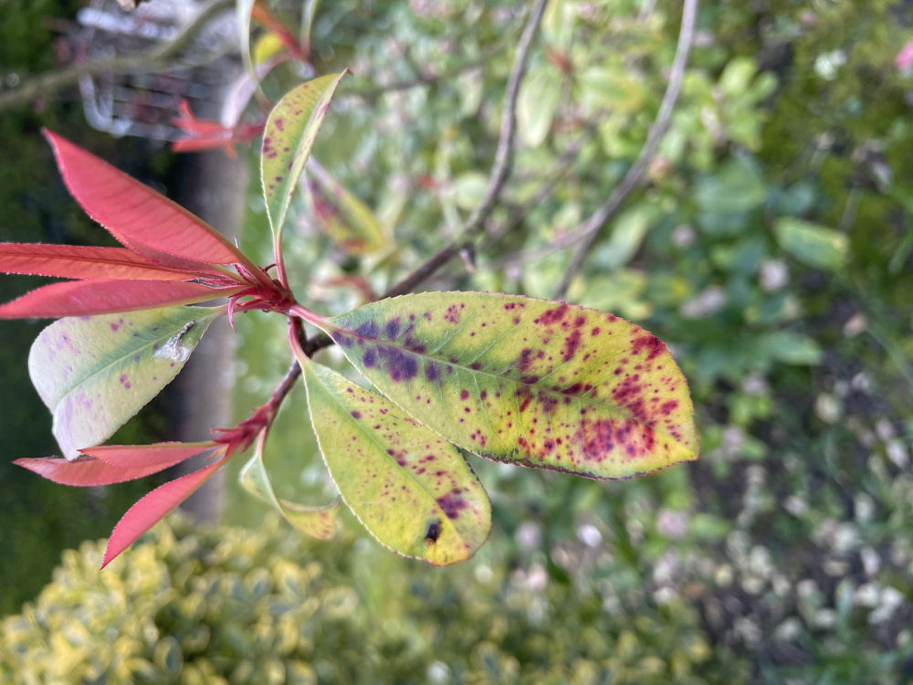 Magnesium Deficiency in Red Robin Photinia