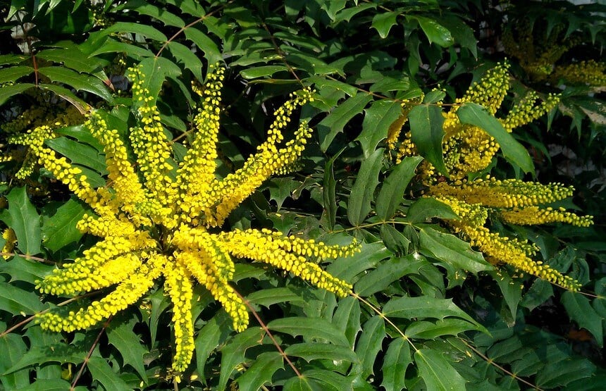 Mahonia X Media' Charity'