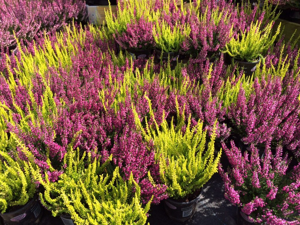 How To Successfully Grow Heathers A Step by Step Guide The Arches How To Successfully Grow Heathers A Step by Step Guide The Arches
