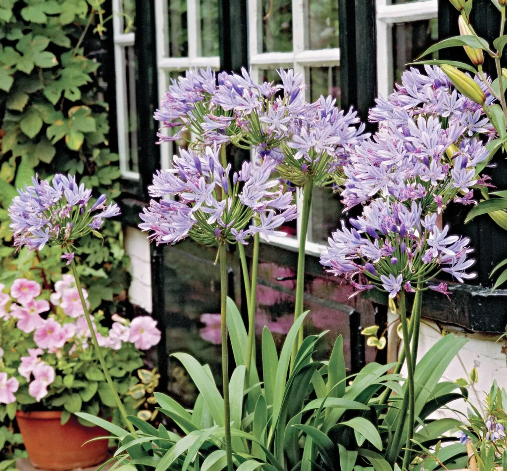 Maintaining and Growing Agapanthus.jpg