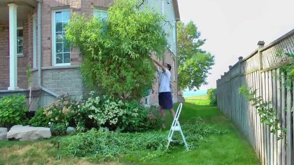 Plantation of the Sapling