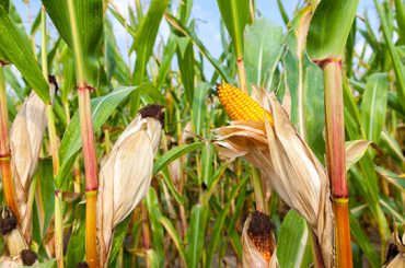 Maize vs Corn: What's The Difference?