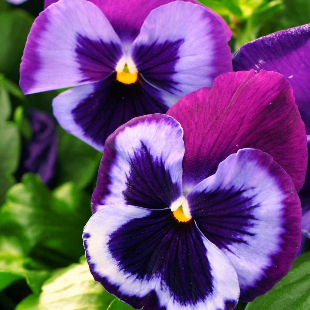Majestic Giant Pansies