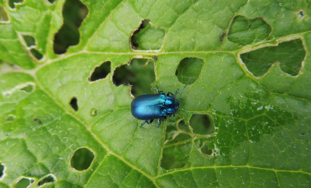 Make Use of Insecticidal Soap