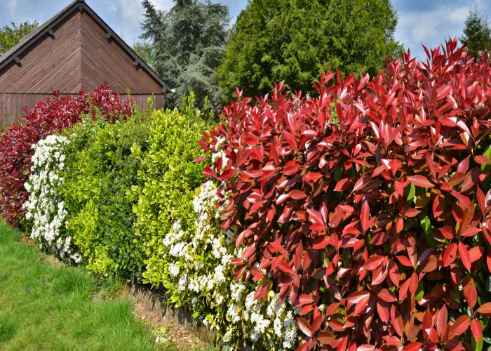 Make Your Hedges with Native Plants