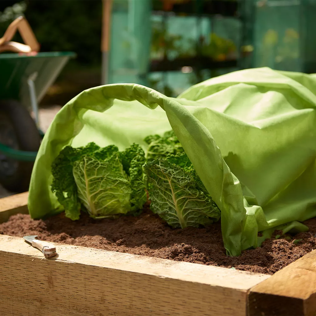 Make a Choice Growing Spinach Indoors or Outdoors