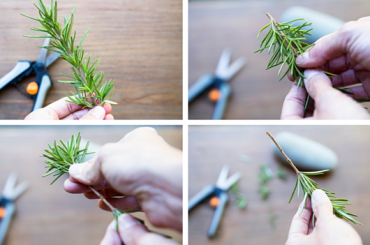 Easy Steps to Successfully Propagate Rosemary from Cuttings