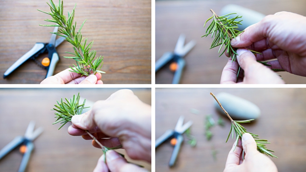 Easy Steps to Successfully Propagate Rosemary from Cuttings