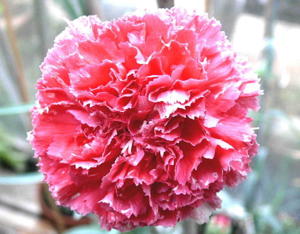 Malmaison Carnations