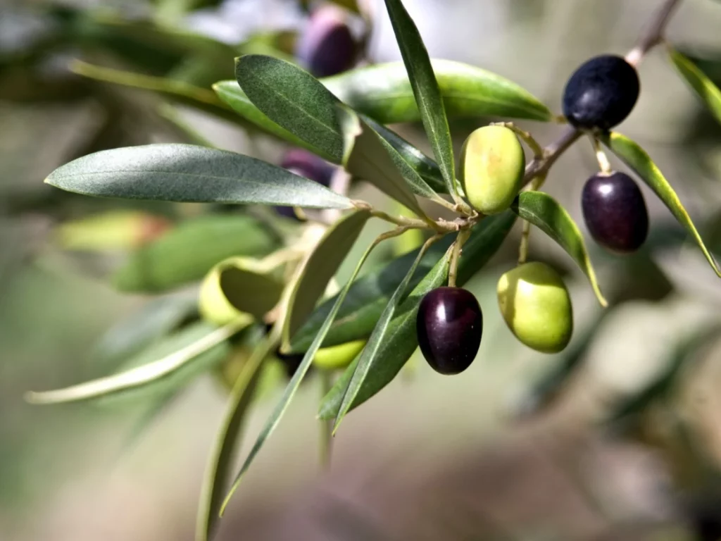 Manzanilla (Olea europea ‘Manzanilla’)