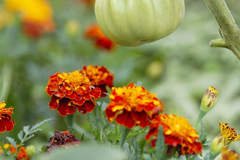 Marigolds Provide Additional Yields