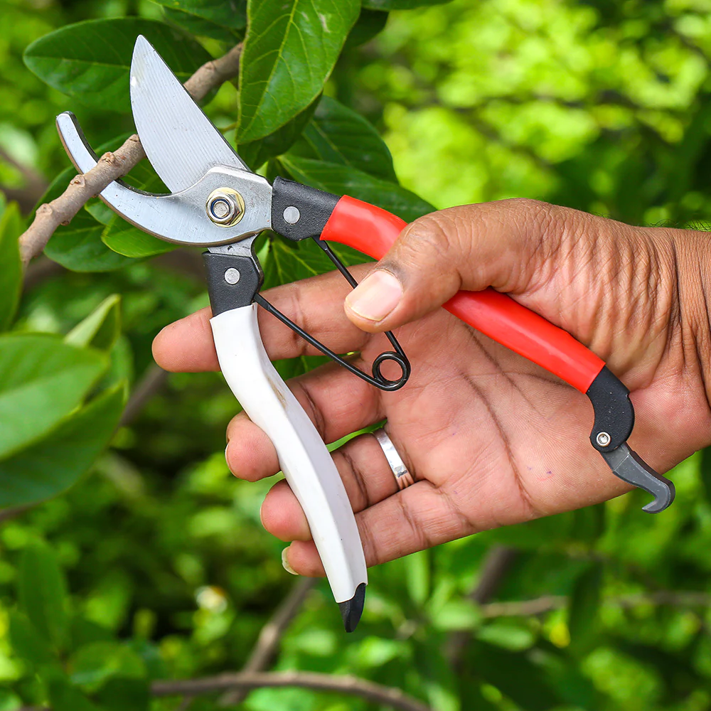 Materials and Preparation for Pruning Red Robins.jpg